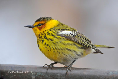 Cape May Warbler, male, spring
