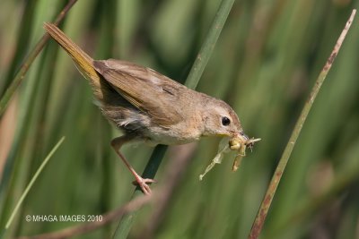 Common Yellowthroat, female