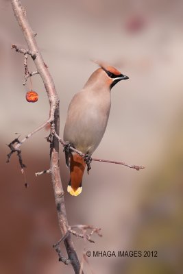 Bohemian Waxwing