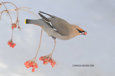 Bohemian Waxwing