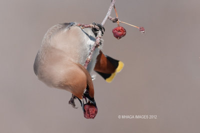 Bohemian Waxwing