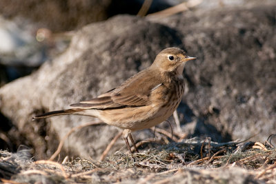 American Pipit