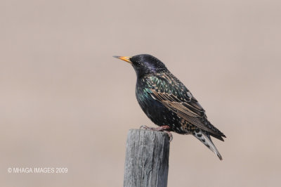 European Starling