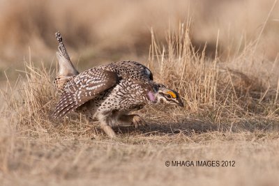 Sharp-tailed Grouse,Bradwell, Saskatchewan