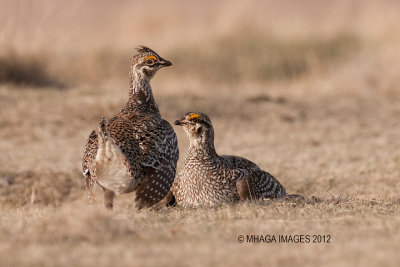 Sharp-tailed Grouse, Bradwell, Saskatchewan