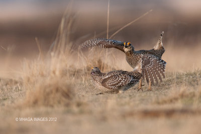 Sharp-tailed Grouse, Bradwell, Saskatchewan