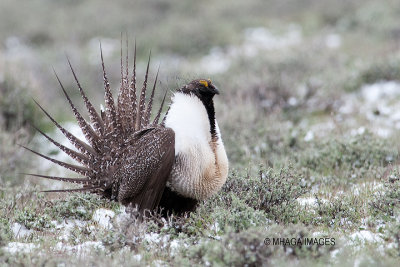 Greater Sage Grouse, Malheur, Oregon