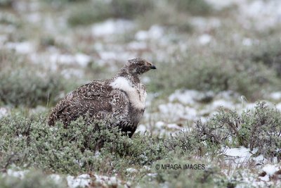 Greater Sage Grouse, Malheur, Oregon