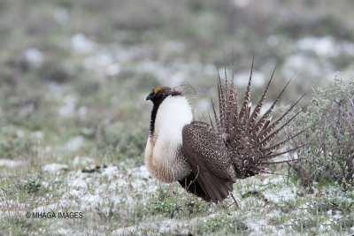 Greater Sage Grouse, Malheur, Oegon