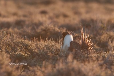 Greater Sage Grouse, Malheur,  Oregon