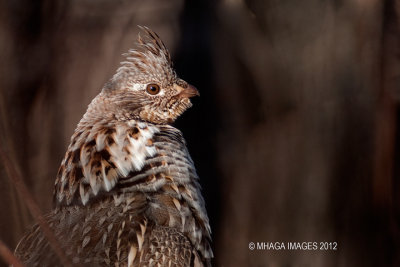 Ruffed Grouse, Pike Lake, Saskatchewan