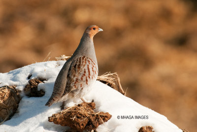 Gray Partridge, Blucher, Saskatchewan