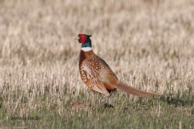 Ring-necked Pheasant, Malheur, Oregon