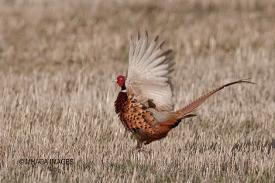 Ring-necked Pheasant, Malheur, Oregon