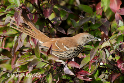 Brown Thrasher