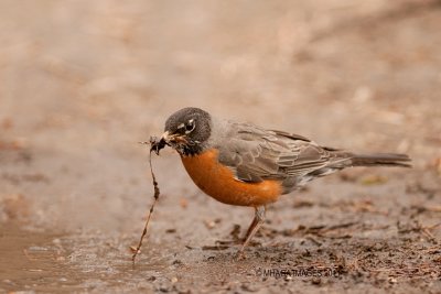 American Robin