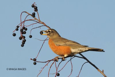 American Robin