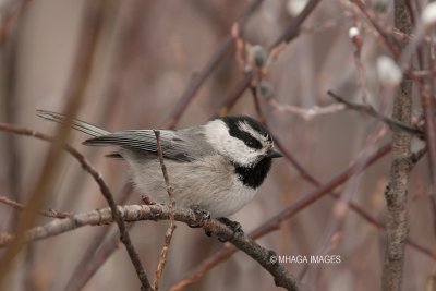 Mountain Chickadee