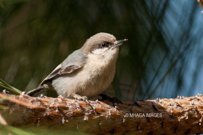 Pygmy Nuthatch