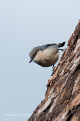 Pygmy Nuthatch