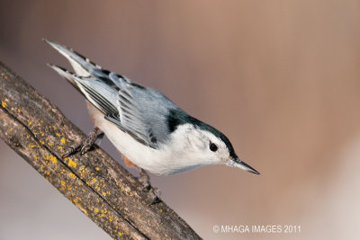 White-breasted Nuthatch