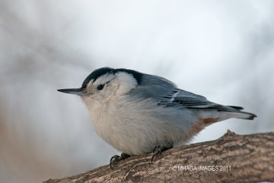 White-breasted Nuthatch