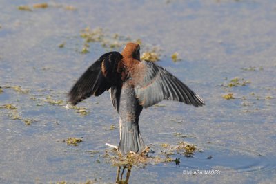 Rusty Blackbird, female