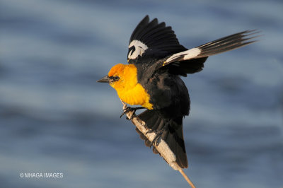 Yellow-headed Blackbird, male