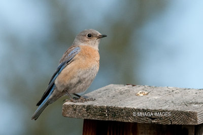Western Bluebird, female