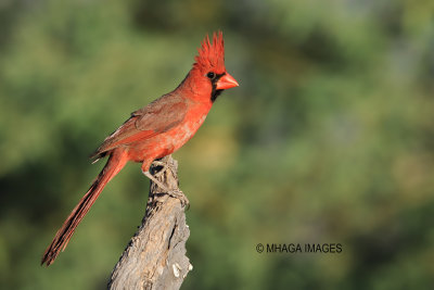 Northern Cardinal, male, Arizona