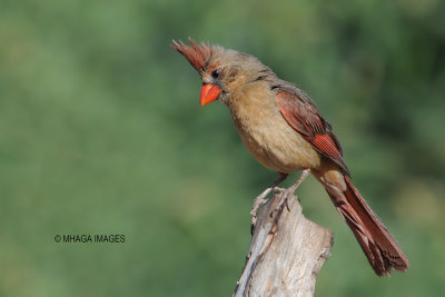 Northern Cardinal, female, Arizona