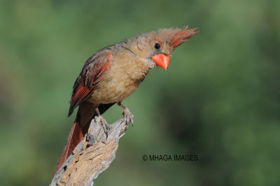 Northern Cardinal, female, Arizona
