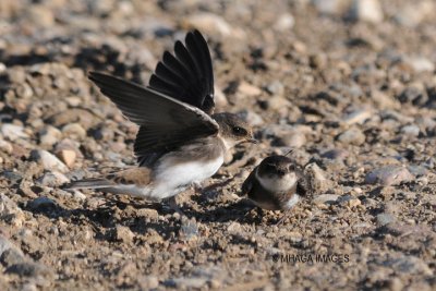 Bank Swallow