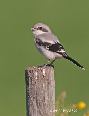 Loggerhead Shrike