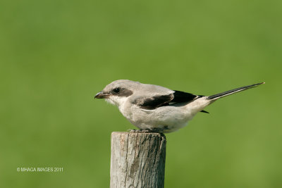 Loggerhead Shrike