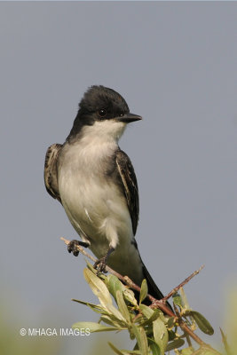 Eastern Kingbird