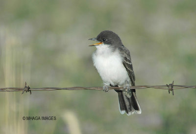 Eastern Kingbird, juvenile