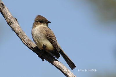 Eastern Phoebe