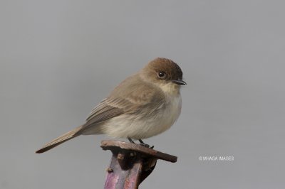 Eastern Phoebe