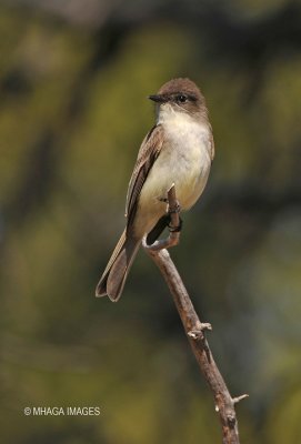 Eastern Phoebe