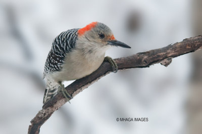 Red-bellied Woodpecker, Crooked River, Saskatchewan