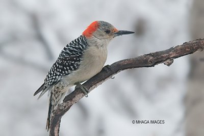 Red-bellied Woodpecker, Crooked River, Saskatchewan