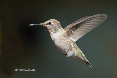 Anna's Hummingbird