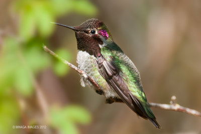 Anna's Hummingbird