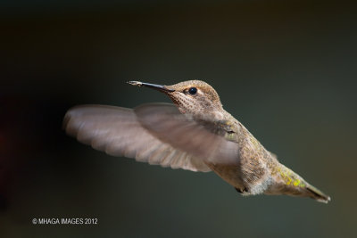 Anna's Hummingbird