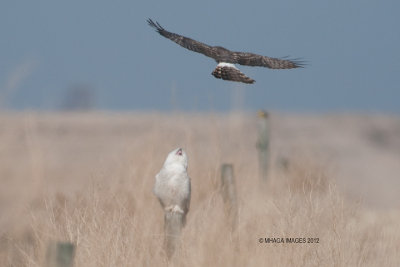 Snowy Owl and Harrier