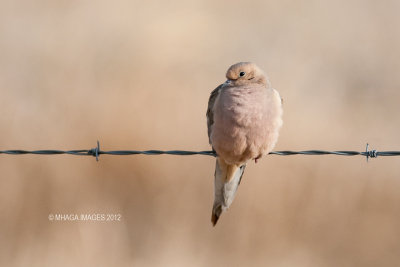 Mourning Dove