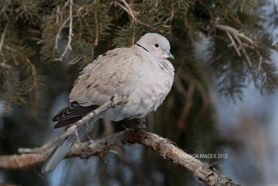 Eurasian Collared Dove