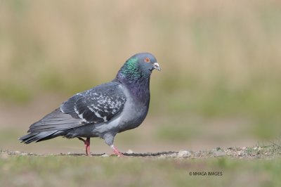 Rock Pigeon