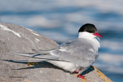 Arctic Tern, Churchill, Manitoba